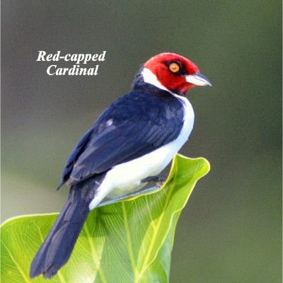 Red-capped Cardinal